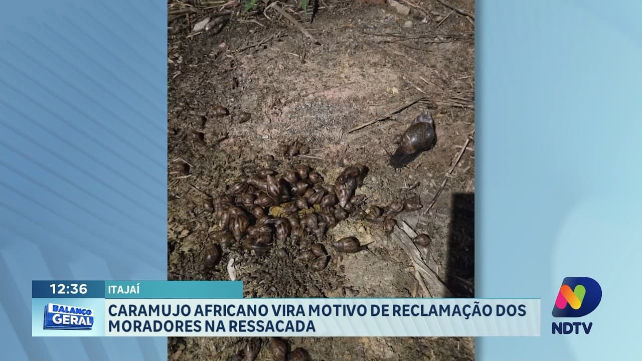 Caramujo africano vira alerta de saúde pública em bairros de Itajaí