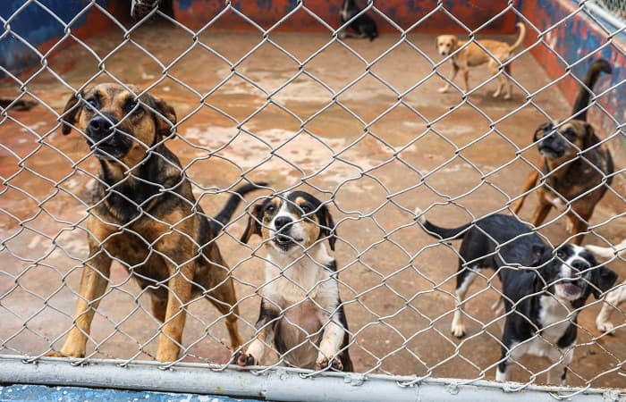 Castramóvel deve ser reforço na política de bem-estar animal em Itajaí em 2026