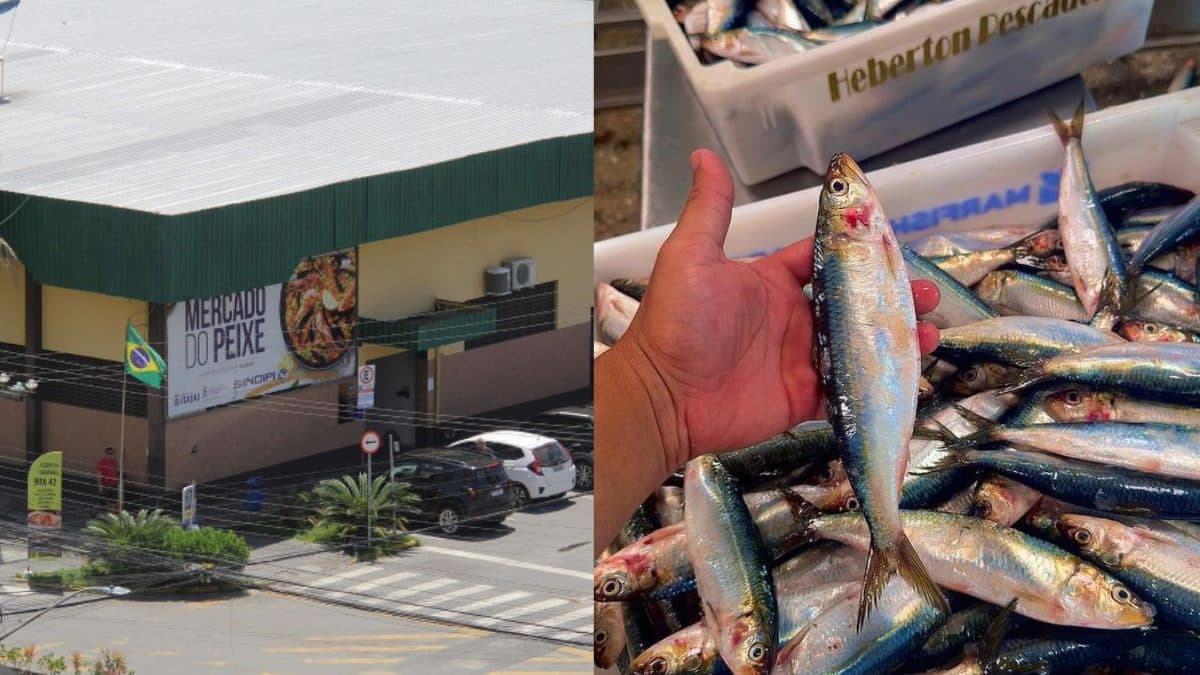 Peixe a menos de R$ 10 vira destaque para a Sexta-feira Santa em Itajaí