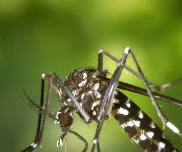 Dengue em Itajaí: Casos prováveis caem mais de 90% no primeiro semestre; Método Wolbachia será implementado