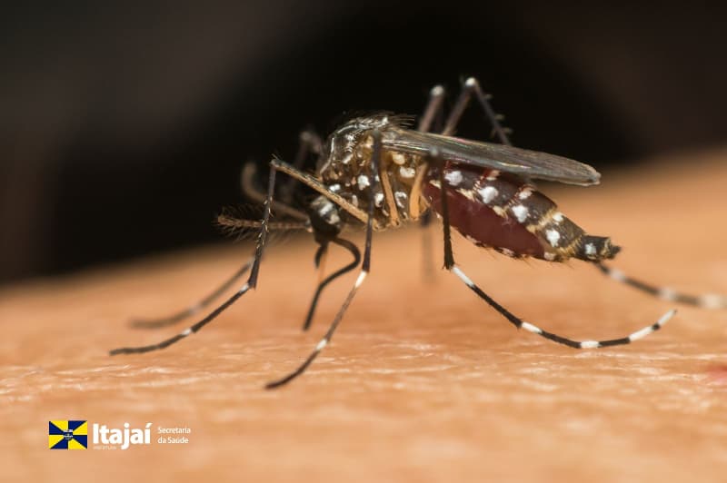 Itajaí reforça prevenção á dengue com início do método wolbachia